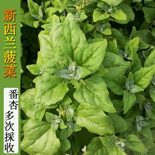 番杏种子菠菜种籽洋菠菜籽四季种