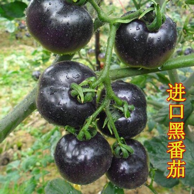 黑番茄种子黑色樱桃小西红柿