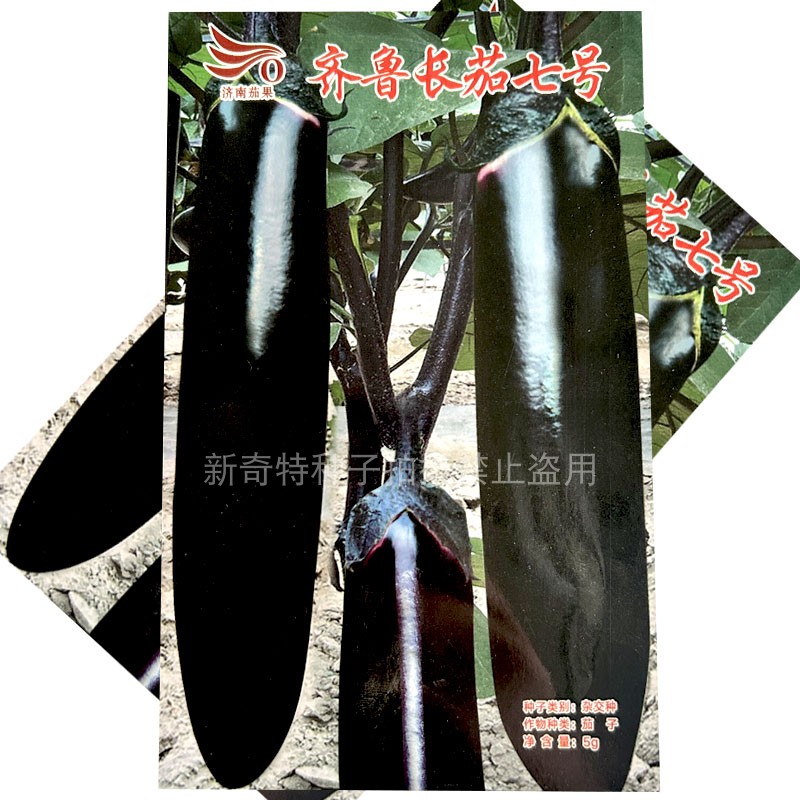 济南茄果齐鲁长茄七号露地长茄子种子5g黑亮长棒茄籽淡绿肉长茄