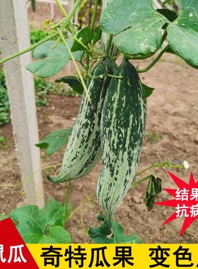 变色瓜种子结果多老鼠瓜种子