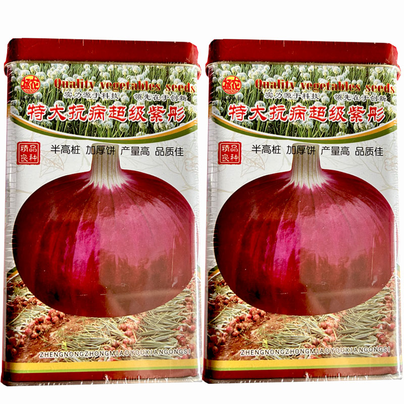 特大抗病超级紫红洋葱种子