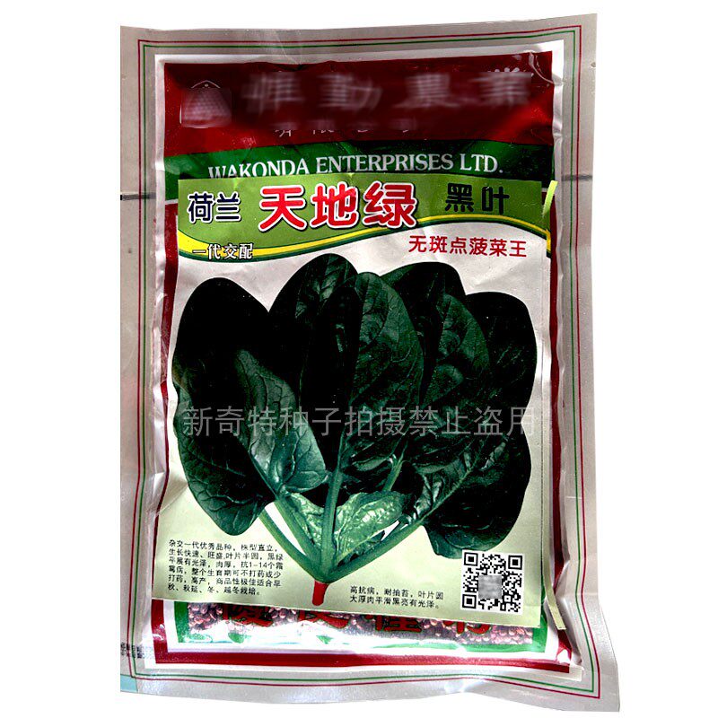 惟勤天地绿黑叶无斑点菠菜王菠菜种子300g直立半圆叶耐抽苔菠菜籽
