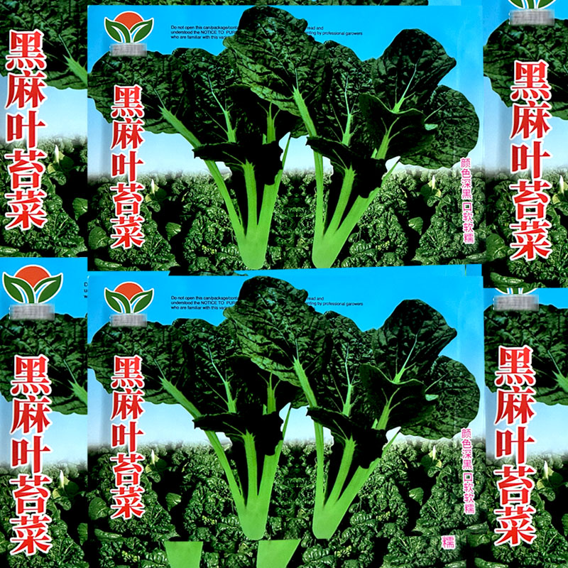 黑麻叶苔菜种子叶色深绿叶厚耐寒老品种耐抽苔黑油白蔬菜种子