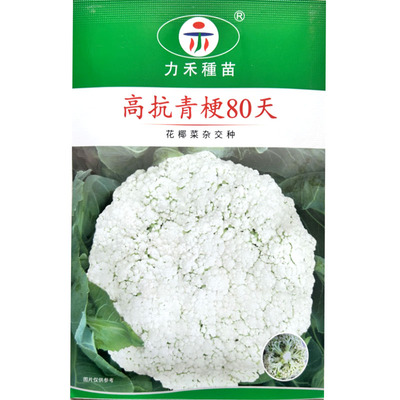 高抗青梗80天花椰菜种子