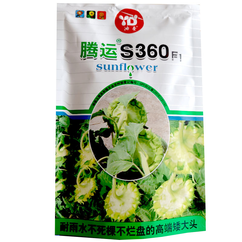 腾运360矮大头油葵种子200g矮杆独头大盘用向日葵葵花籽大田基地