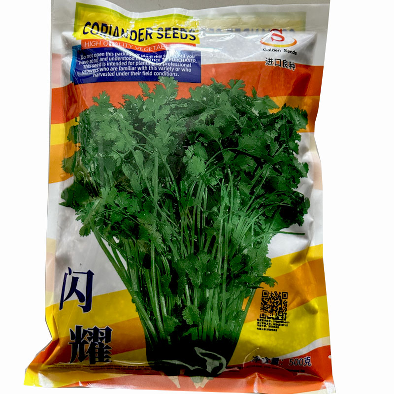 香菜种子闪耀意大利速生大叶