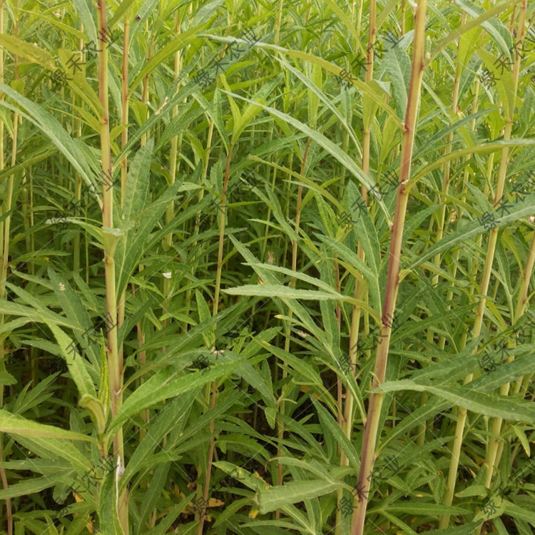 柳蒿种苗多年生柳蒿苗藜蒿种苗蔬菜特菜种苗四季种植野菜籽包邮