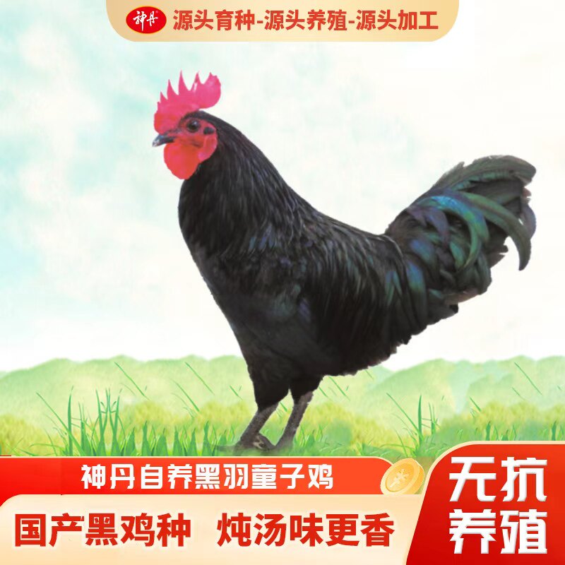 神丹农家黑脚500天老母鸡源头养殖煲汤滋补新鲜炖汤烧烤