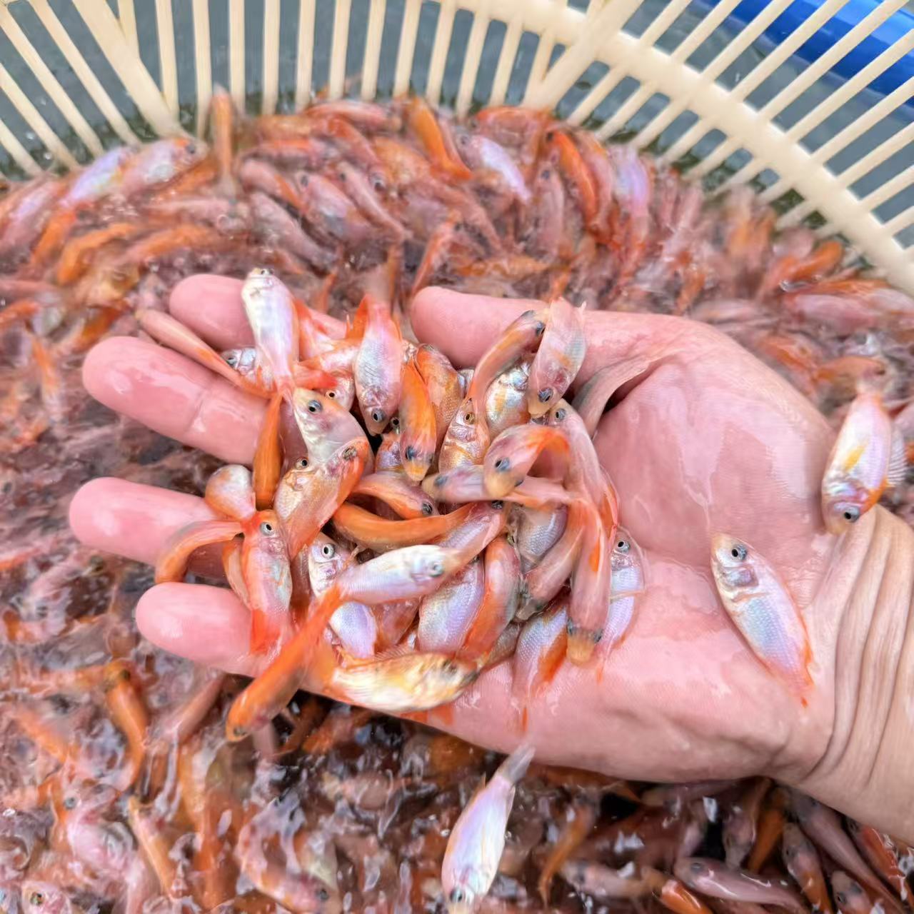 红色亲亲鱼温泉鱼鱼疗小鱼足疗鱼鱼