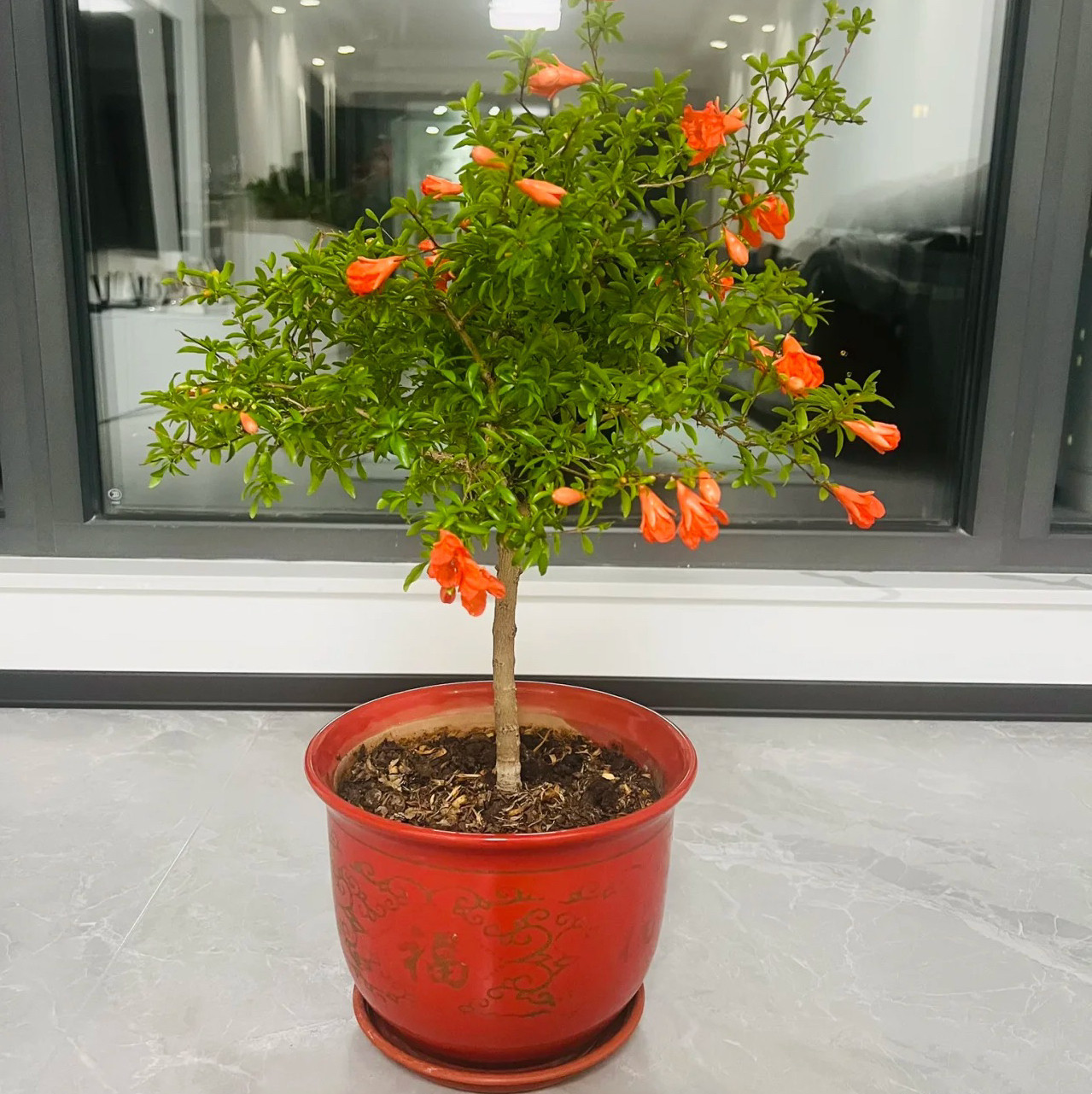 石榴花树苗盆栽植物庭院果树带花苞室内家养北京发货简单好养包邮