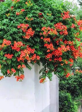 凌霄花树北京发货耐寒室外绿植花卉园艺简单好养芳香院子公园美观