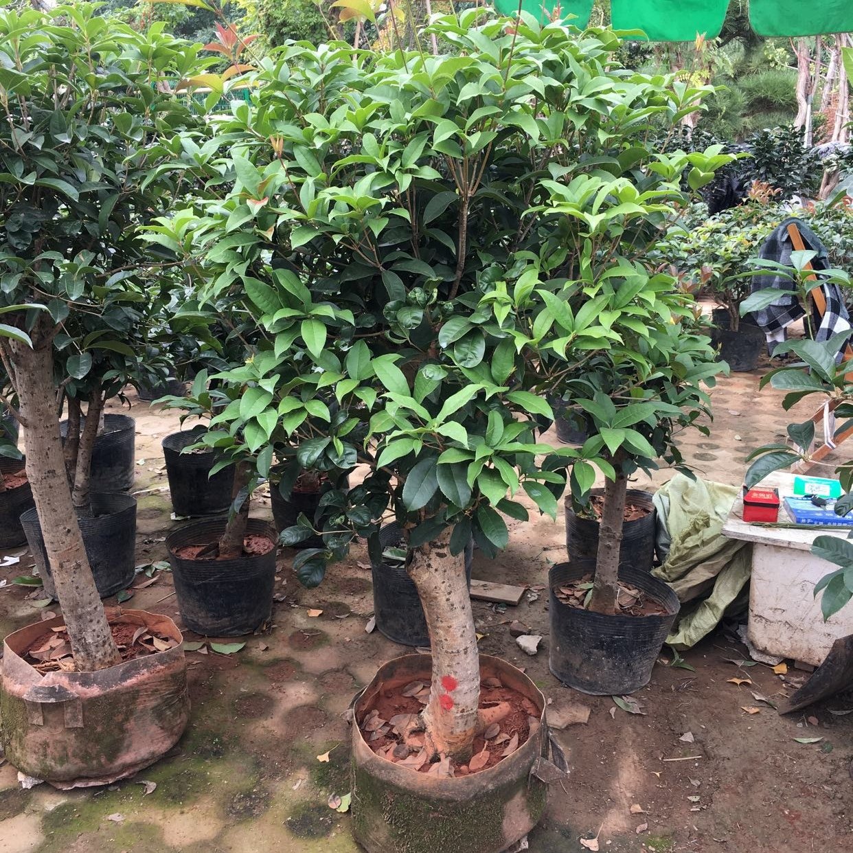 桂花四季桂金贵丹桂绿植花卉北京开花礼品花卉室外室内香气花节日