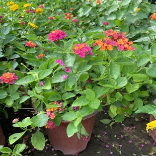 仙丹花五色绣球五色梅室外春秋开花盆栽草花北京快递包邮简单好养