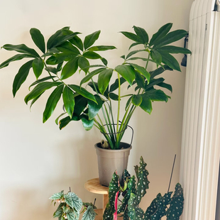 印第安羽毛北京发货蔓绿绒水培绿植室内盆栽客厅阳台好养易活四季