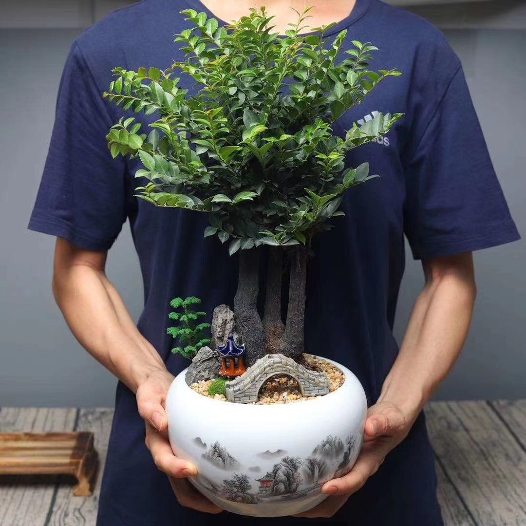 紫檀艺术盆景教师节春节礼品花卉室内小型观叶净化空气北京送