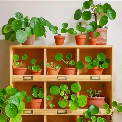 镜面草室内桌面盆栽花卉圆叶植物小型迷你简单好养净化空气北京发