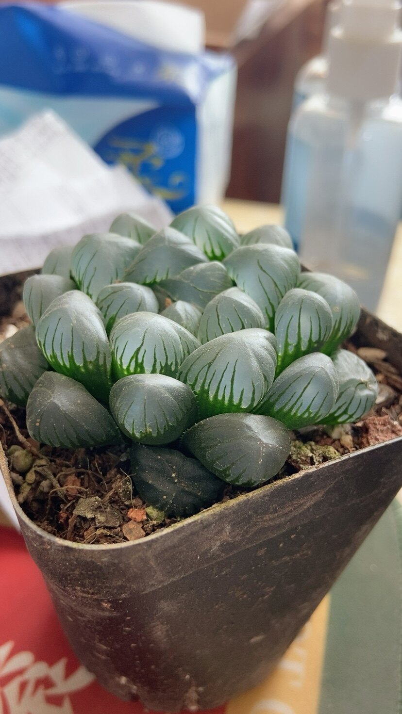 雨露多肉植物紫线雨露冰灯雨露草玉露日月潭多肉植物北京包邮