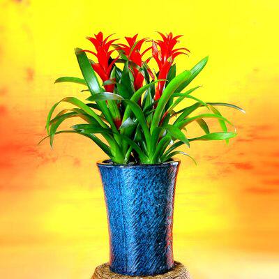 凤梨鸿运当头观赏花卉盆栽北京开业绿植节日贺礼简单好养春节喜庆