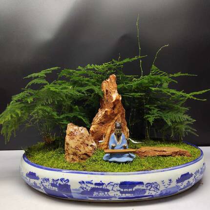 文竹盆景北京发货室内绿植花卉桌面小型观赏植物客厅办公桌卧室喜
