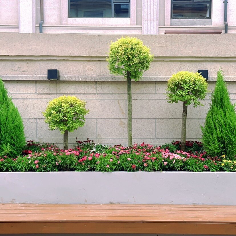 小叶女贞北方室外越冬植物庭院造景花园绿植小众网红花卉园艺创意