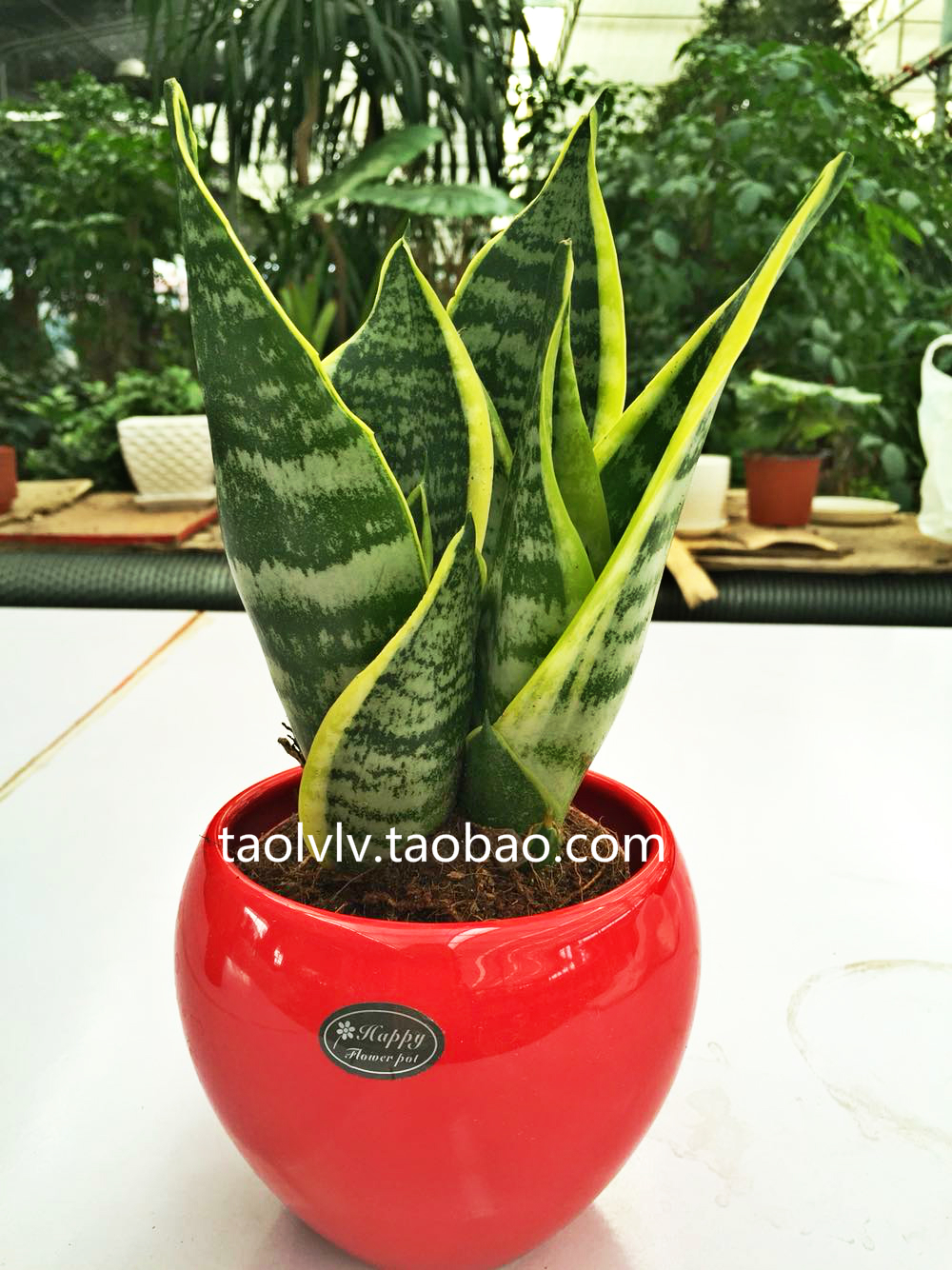 虎皮兰金边短叶虎皮兰小型绿色植物绿色盆栽净化空气吸甲醛