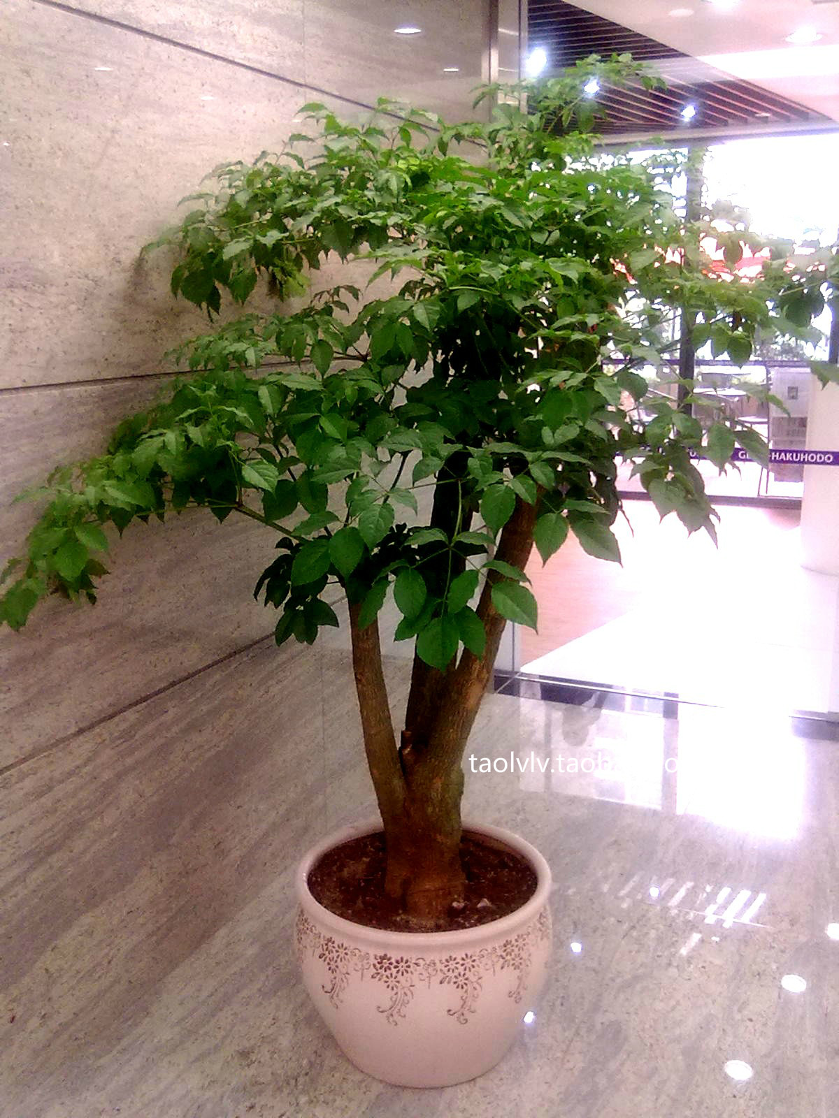 幸福树大盆栽绿植花卉室内大型绿植净化空气植物吸甲醛防雾霾植物
