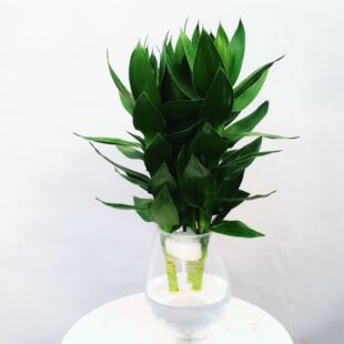 竹子富贵竹观音竹荷花竹已长根北京包邮绿植盆栽花卉室内桌面植物