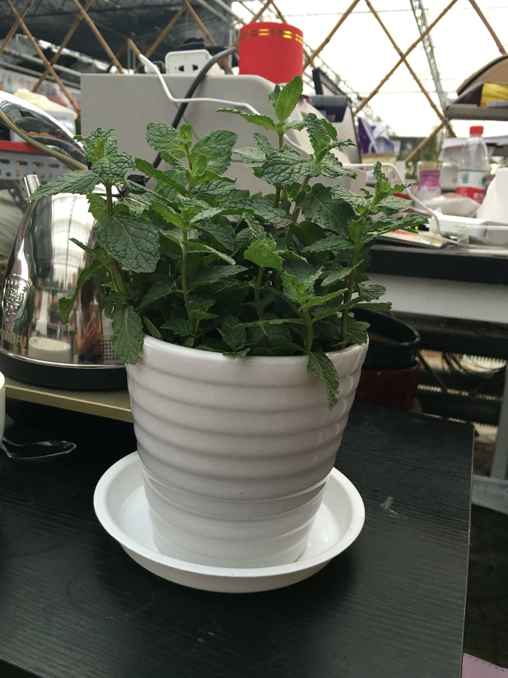 薄荷盆栽可食用北京包邮室内喜光简单好养净化空气香草阳台迷迭香