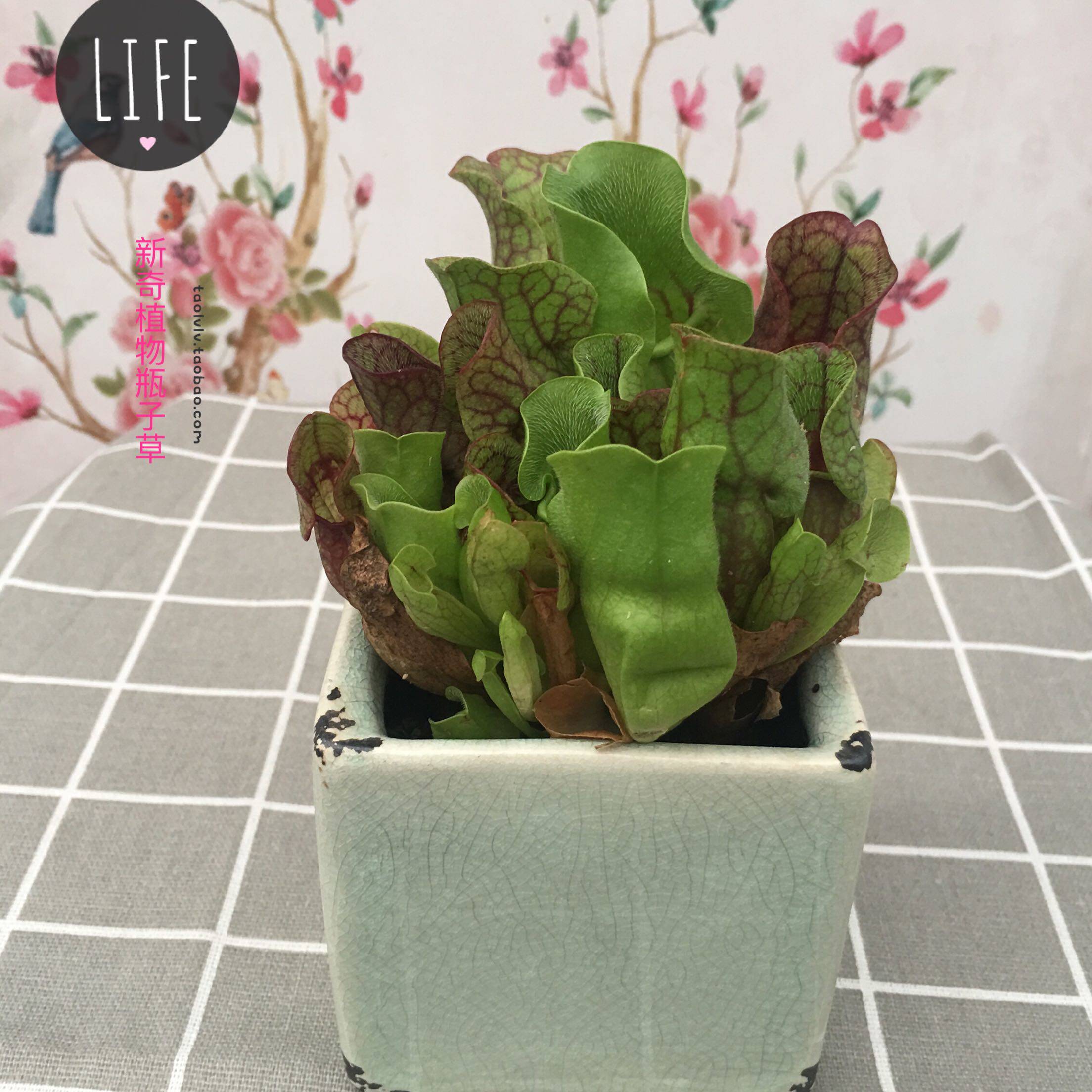 食虫草捕蝇草瓶子草新奇植物绿植花卉迷你盆栽小绿植小花