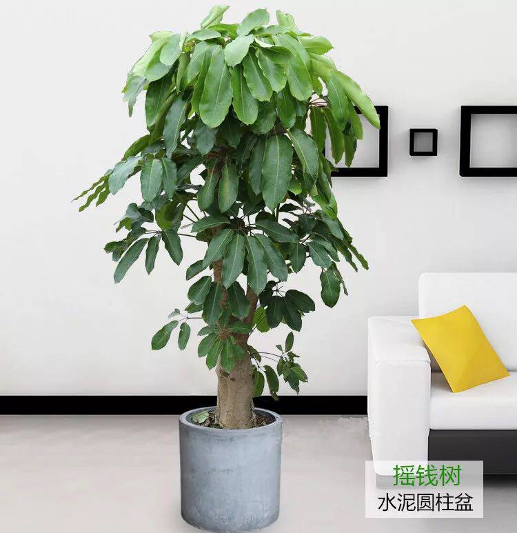 大叶伞发财树植物室内绿植花卉盆栽净化空气吸甲醛北京包邮送