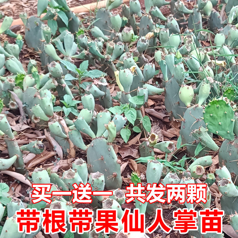 仙人掌苗 带根带果 仙人掌盆栽  仙人掌 红皮果苗 仙人掌叶片