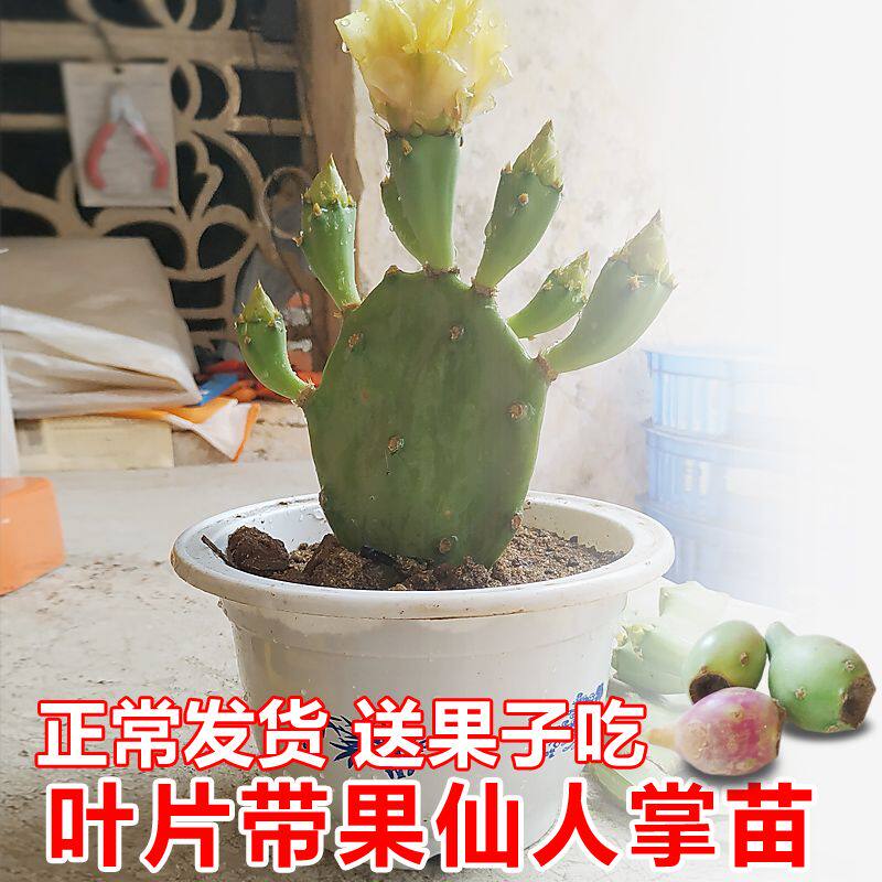 带根带果 仙人掌盆栽 红肉 仙人掌带果苗 红肉品种 带花苞