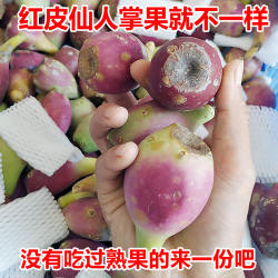 仙人掌果  仙人掌果实 水果 红皮中果 1斤2斤包邮现摘现发