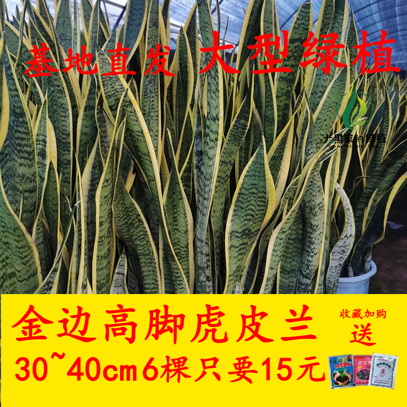 金边虎皮兰好养活植物吸甲醛绿植