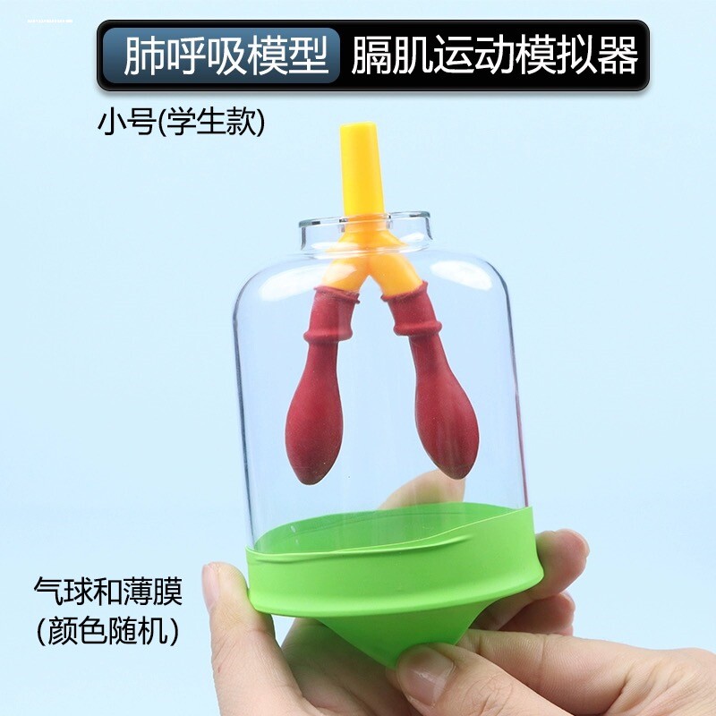 科学区域膈肌运动模拟器肺呼吸模型制作材料人体肺部实验器材教具