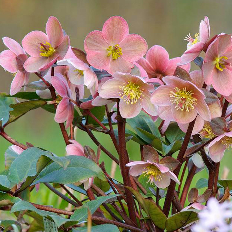 冰雪玫瑰系列铁筷子花盆栽户外庭院耐寒阴植物阳台花卉常绿冰霜