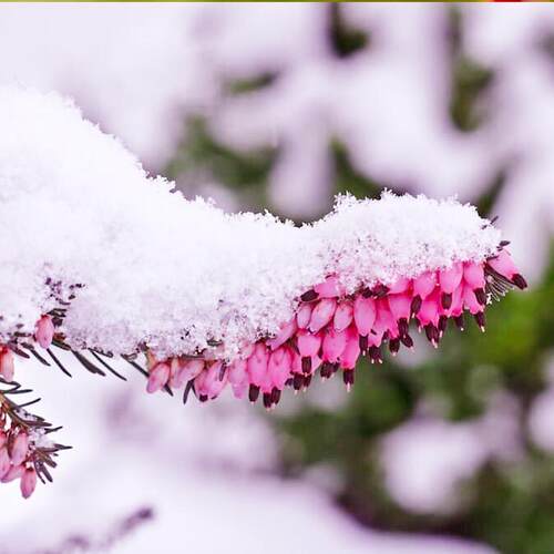 耐寒欧石楠室外冬季开花