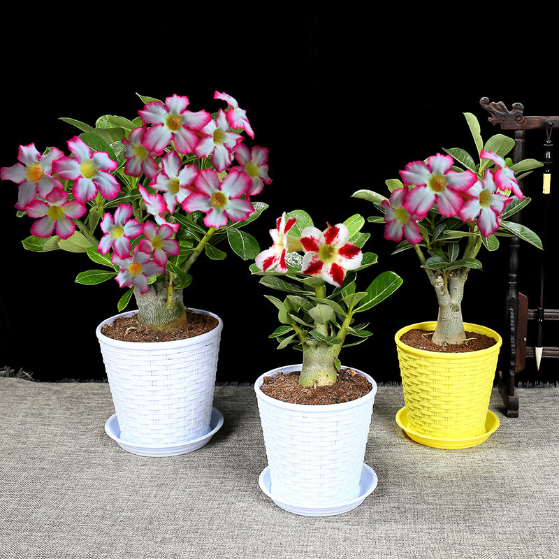 沙漠玫瑰盆栽花苗大重瓣花卉观花植物室内花盆栽四季开花不断