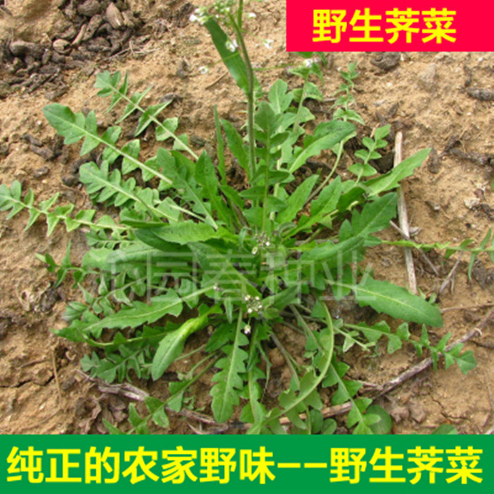 野生荠荠菜种子大叶野菜阳台四季播菜籽盆栽地菜蔬菜种籽孑菜种