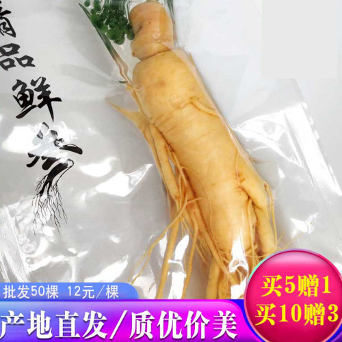 新鲜毛重直销东北特产煲汤白参