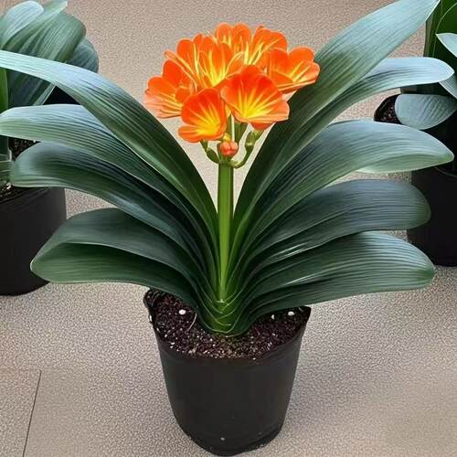 君子兰盆栽室内植物好养活客厅绿植四季常青当年开花原盆原土易养