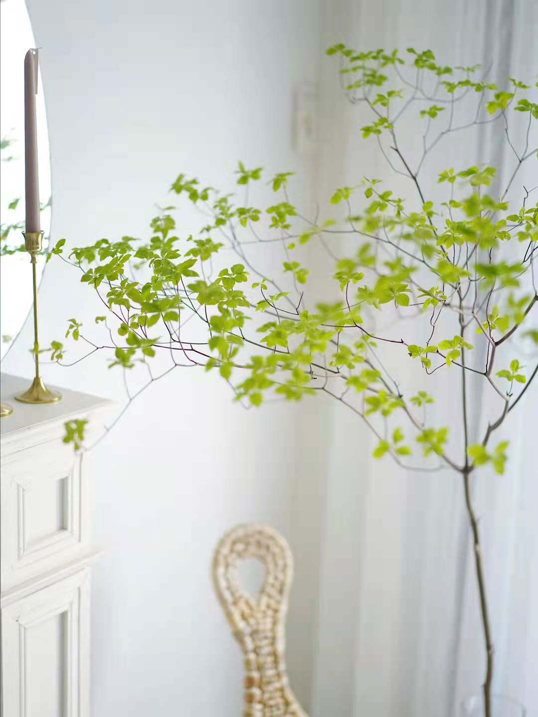 日本吊钟鲜切水养植物水培枝条进口日式马醉木树枝麻醉木水养网红