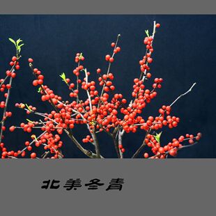 北美冬青公树雄株盆栽树苗庭院室外盆景花卉相思豆耐寒植物冬季