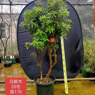 麻醉木盆栽马醉木真树树苗带根进口马醉木小叶土培客厅绿植庭院树