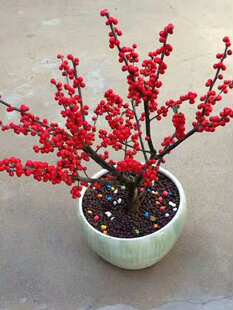 北美冬青盆景树苗盆栽鲜花冬季年宵花卉植物耐寒冻冬天室外内阳台