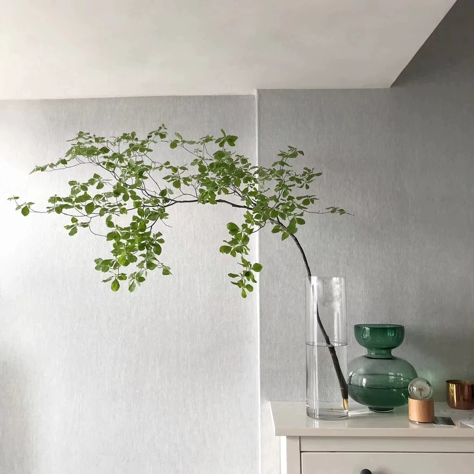 日本吊钟水养植物进口鲜切枝条吊钟树 盆栽日本吊钟 植物马醉木