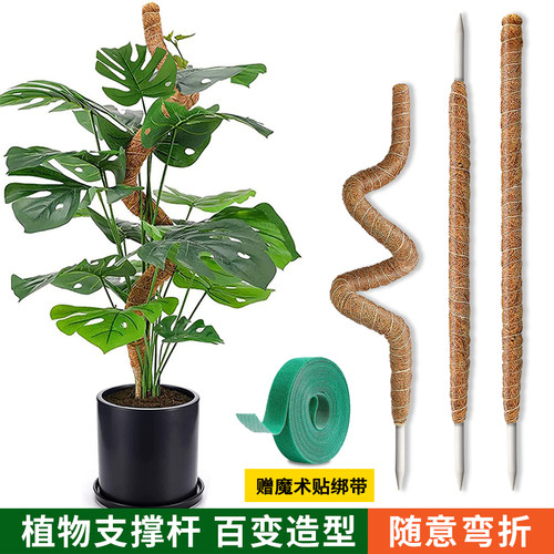 龟背竹支撑杆绿箩攀爬柱