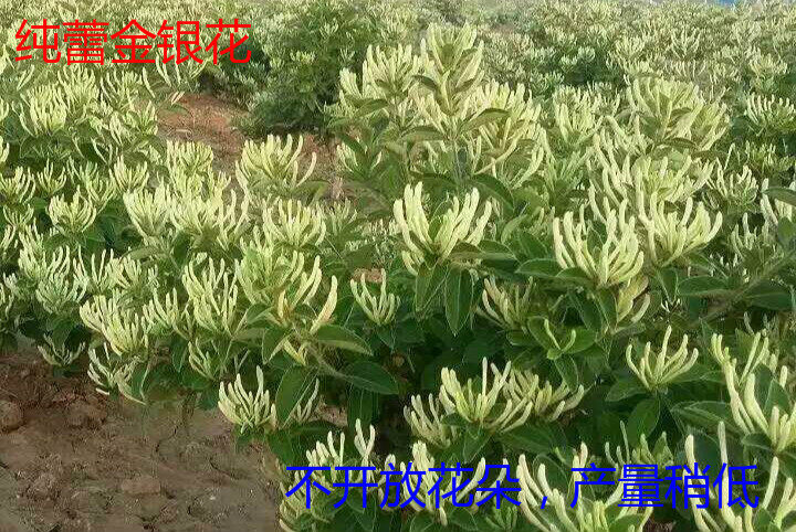 金银花盆栽四季开花树苗 红色金