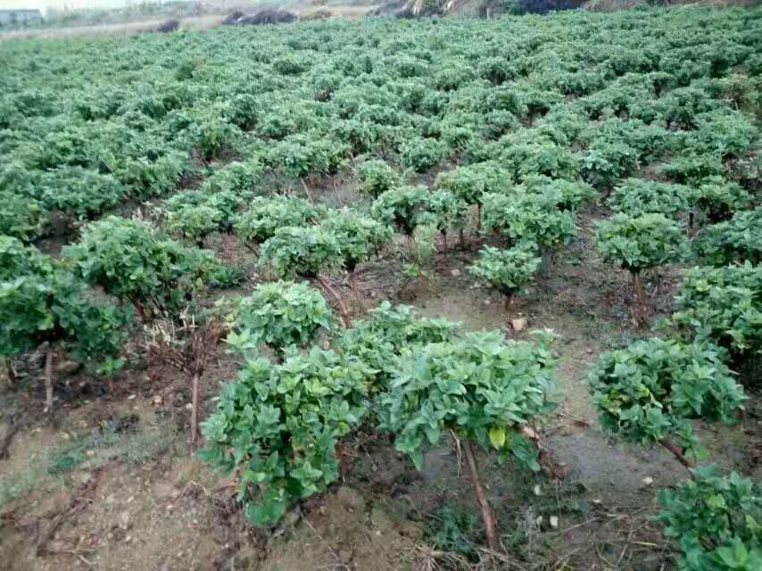种植庭院阳台盆栽四季