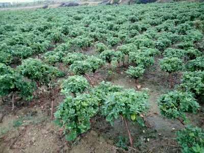 种植庭院阳台盆栽四季